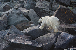 ����� ������� (Ursus maritimus) ����� ������-������
