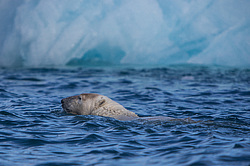 ����� ������� (Ursus maritimus) ����� ������-������