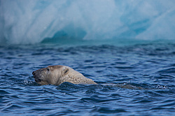 ����� ������� (Ursus maritimus) ����� ������-������