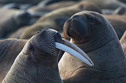 ���� (Odobenus rosmarus) ����� ������ ������, ������� ������ �� �������
