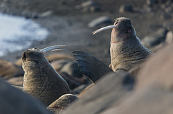 ���� (Odobenus rosmarus) ����� ������ ������, ������� ������ �� �������