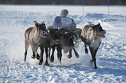 ��������� �������� 2013. ������������