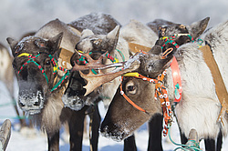 ��������� �������� 2013. �����