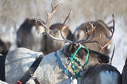 ��������� �������� 2013. �����