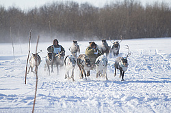 ��������� �������� 2013. ������������