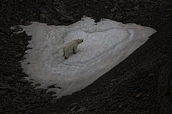 ����� ������� (Ursus maritimus) �� ���������� ������. ���������� �������, ���, ������