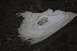 ����� ������� (Ursus maritimus) �� ���������� ������. ���������� �������, ���, ������