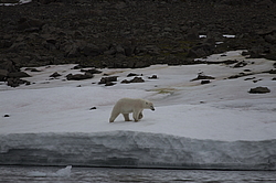 ����� ������� (Ursus maritimus) �� ���������� ������. ���������� �������, ���, ������