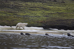 ����� ������� (Ursus maritimus) �� ������� ������. ���������� �������, ���, ������