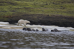����� ������� (Ursus maritimus) �� ������� ������. ���������� �������, ���, ������