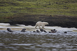����� ������� (Ursus maritimus) �� ������� ������. ���������� �������, ���, ������