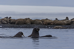 ���� (Odobenus rosmarus) ���������� �������, ���, ������