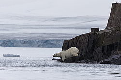 ����� ������� (Ursus maritimus) �� ���������� ������. ���������� �������, ���, ������