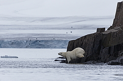 ����� ������� (Ursus maritimus) �� ���������� ������. ���������� �������, ���, ������