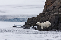 ����� ������� (Ursus maritimus) �� ���������� ������. ���������� �������, ���, ������
