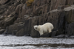 ����� ������� (Ursus maritimus) �� ���������� ������. ���������� �������, ���, ������