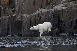 ����� ������� (Ursus maritimus) �� ���������� ������. ���������� �������, ���, ������