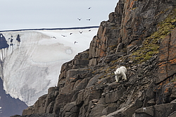 ����� ������� (Ursus maritimus) �� ���������� ������. ���������� �������, ���, ������