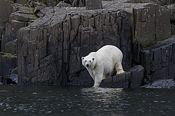 ����� ������� (Ursus maritimus) �� ���������� ������. ���������� �������, ���, ������