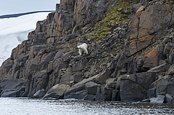 ����� ������� (Ursus maritimus) �� ���������� ������. ���������� �������, ���, ������