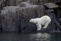 ����� ������� (Ursus maritimus) �� ���������� ������. ���������� �������, ���, ������