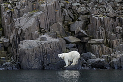 ����� ������� (Ursus maritimus) �� ���������� ������. ���������� �������, ���, ������