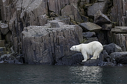 ����� ������� (Ursus maritimus) �� ���������� ������. ���������� �������, ���, ������