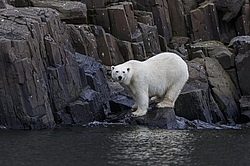����� ������� (Ursus maritimus) �� ���������� ������. ���������� �������, ���, ������