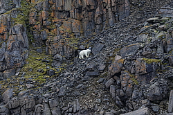 ����� ������� (Ursus maritimus) �� ���������� ������. ���������� �������, ���, ������