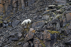 ����� ������� (Ursus maritimus) �� ���������� ������. ���������� �������, ���, ������