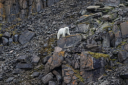 ����� ������� (Ursus maritimus) �� ���������� ������. ���������� �������, ���, ������