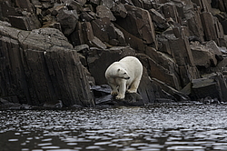 ����� ������� (Ursus maritimus) �� ���������� ������. ���������� �������, ���, ������