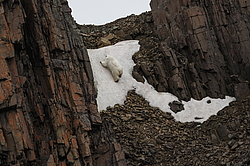 ����� ������� (Ursus maritimus) �� ���������� ������. ���������� �������, ���, ������
