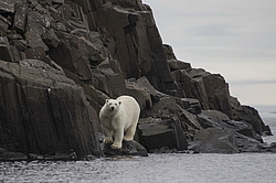 ����� ������� (Ursus maritimus) �� ���������� ������. ���������� �������, ���, ������