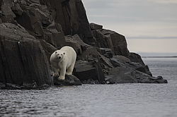 ����� ������� (Ursus maritimus) �� ���������� ������. ���������� �������, ���, ������
