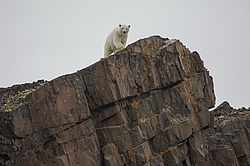 ����� ������� (Ursus maritimus) �� ���������� ������. ���������� �������, ���, ������