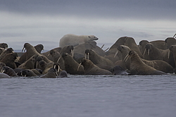 ����� ������� (Ursus maritimus) �� ������� ������. ���������� �������, ���, ������