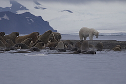 ����� ������� (Ursus maritimus) �� ������� ������. ���������� �������, ���, ������