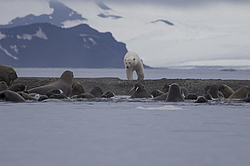 ����� ������� (Ursus maritimus) �� ������� ������. ���������� �������, ���, ������