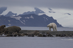 ����� ������� (Ursus maritimus) �� ������� ������. ���������� �������, ���, ������