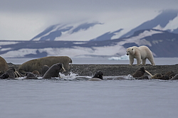 ����� ������� (Ursus maritimus) �� ������� ������. ���������� �������, ���, ������