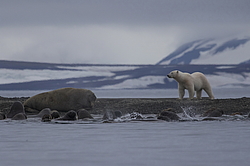 ����� ������� (Ursus maritimus) �� ������� ������. ���������� �������, ���, ������