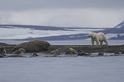 ����� ������� (Ursus maritimus) �� ������� ������. ���������� �������, ���, ������