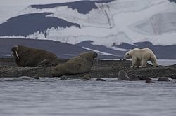 ����� ������� (Ursus maritimus) �� ������� ������. ���������� �������, ���, ������