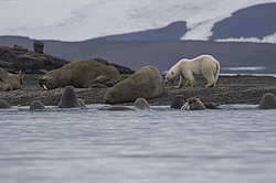 ����� ������� (Ursus maritimus) �� ������� ������. ���������� �������, ���, ������