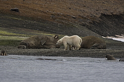 ����� ������� (Ursus maritimus) �� ������� ������. ���������� �������, ���, ������