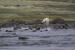 ����� ������� (Ursus maritimus) �� ������� ������. ���������� �������, ���, ������