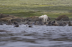 ����� ������� (Ursus maritimus) �� ������� ������. ���������� �������, ���, ������