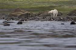����� ������� (Ursus maritimus) �� ������� ������. ���������� �������, ���, ������
