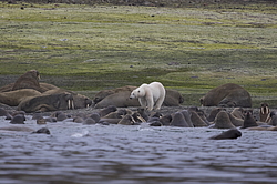 ����� ������� (Ursus maritimus) �� ������� ������. ���������� �������, ���, ������